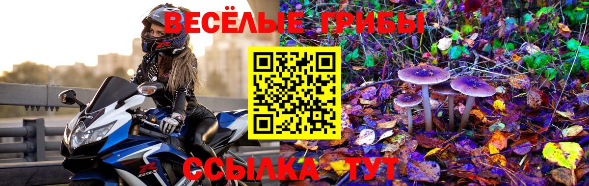 Галлюциногенные грибы Psilocybine cubensis Тимашёвск